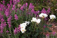 Clary sage and roses grow next to each other on the farm