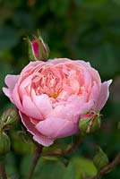 Rosa 'The Alnwick Rose' 