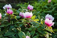Paeonia mascula ssp. russii flowering in April
