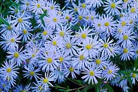 Aster pyrenaeus 'Lutetia' flowering in Autumn - Michaelmas daisy