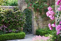 Courtyard garden with clipped Box hedge, Actinidia kolomikta, flowering Red and Pink climbing Rose, Astrantia 'Roma' and an ornamental arched wrought iron metal gate in Summer
