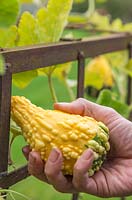 Checking if Gourd 'Autumn Glory' is ripe. 