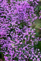 Thalictrum delavayi Hewitts Double