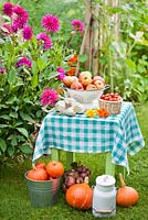 Summer arrangements in country garden; basket of Cherry tomatoes, colander of apples 'Gravensteiner', bucket of squash, milk can, onions.