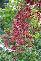 Euonymus europaeus 'Red Cascade' - Spindle - September - Gloucestershire 