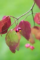 Euonymus oxyphyllus - Spindle tree - August - Gloucestershire