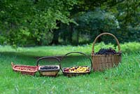 Foraged elderberries, blackberries, rose hips and plums in the english countryside - August - Oxfordshire