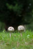 Macrolepiota procera - Parasol mushrooms in the english countryside - August - Oxfordshire