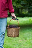 Sambucus nigra - Man carrying a basket  of foraged elderberries - August - Oxfordshire