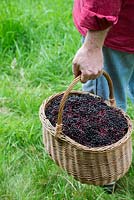 Sambucus nigra - Man carrying a basket  of foraged elderberries - August - Oxfordshire