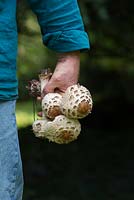 Macrolepiota procera - Man holding foraged parasol mushrooms - August - Oxfordshire