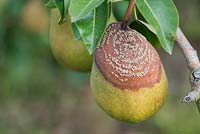 Pyrus with Monilinia fructicola - Pear with brown rot - August - Oxfordshire