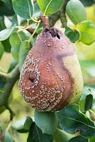 Pyrus with Monilinia fructicola - Pear with brown rot - August - Oxfordshire