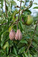 Pyrus with Monilinia fructicola - Pears with brown rot - August - Oxfordshire