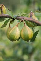 Pyrus communis 'Pysanka' - Pear 'Humbug' - August - Surrey