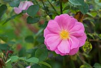 Rosa 'Cariad' - English shrub rose 'Cariad'/ Rosa 'Auspanier' - September - Surrey