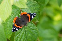 Vanessa atalanta - Red Admiral butterfly on a raspberry plant leaf - August - Oxfordshire