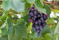 Vitis vinifera 'Black Alicante' - Grapes - August - Surrey