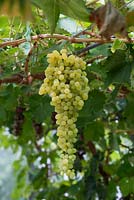 Vitis vinifera 'Sultana Thompsons Seedless' - Grapes - August - Surrey