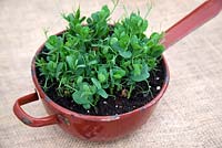 Micro greens - pea shoots Pisum sativum 'Style'