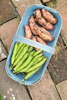 Small blue trug on garden path containing broad beans 'greeny' and maincrop potatoes, 'pink fir apple'