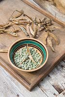 Saving seed, ripened dried pea pods with shelled peas in bowl.