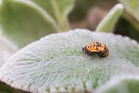 22 spot ladybird larvae on Stachys byzantina leaf. Psyllobora 22-punctata