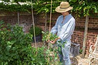 Woman tying in tomato plants 