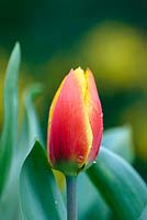 Tulipa 'Flair' - March