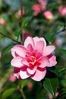 Camellia x williamsii 'Donation' - April