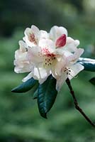 Rhododendron 'Mrs Betty Robertson' - May