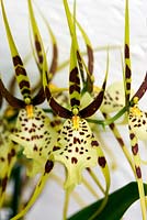 Brassia maculata - Spider orchid - May