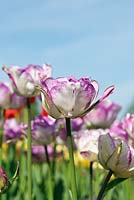 Tulipa 'Shirley Dubbel'