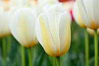 Tulipa - Tulip 'Francoise'