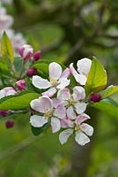 Malus domestica - Apple 'Greensleeves' in blossom