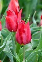 Tulipa - Tulip 'Vuurviam' A historical tulip from Hortus Bulborum dating from 1897