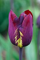 Tulipa - Tulip 'Absalon' A historical tulip dating from 1780