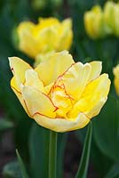Tulipa - Tulip 'Aquila' 