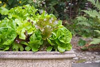 Growth development of Lettuce 'Little Gem' plugs. 