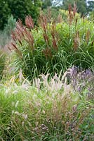 Ornamental grasses plant combination Miscanthus 'Red Fox', Pennisetum orientale 'Karley Rose', Verbena hastata and Molinia subsp. carulea 'Edith Dudsus'. August, Surrey