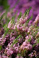 Erica vagans 'Saint Keverne' National Collection of Heathers, August, Surrey
