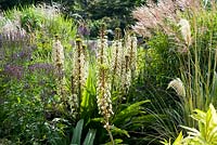 Prairie-style border with Eucomis, Verbena hastata and Miscanthus and other grasses.  August, Surrey