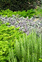 Ornamental planting of herbs in a border in front of a yew hedge with Parsley - Persil 'Champion', Rosemary - Rosmarinus officinalis and Sage - Salvia officinalis Purpurea.   August, Surrey
