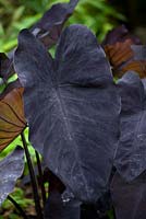 Black foliage large leaf of Colocasia esculenta 'Black Magic'. August, Surrey