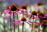 Echinacea purpurea 'Rubinglow' with complementary colours of perowskia n background 
