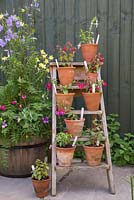 Floral display of perennial Fuchsias on a vintage ladder