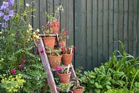 Floral display of Perennial Fuchsias on a vintage ladder