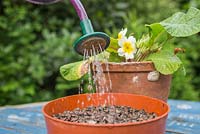 Watering seeds of Primula vulgaris. 