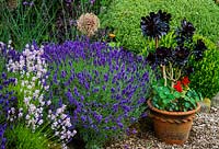 Aeonium 'Zwartkop' in container and Lavender with Allium 'Gladiator' amongst Verbena bonariensis