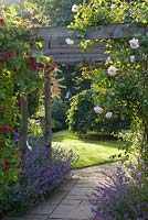 An arbour with climbing roses and honeysuckle. The path is edged with Nepeta 'Six Hills Giant'